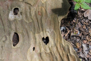 Heart bark w plant