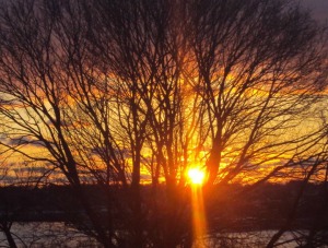 Tree in Winter Sunset