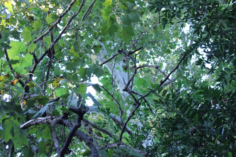 tree-sycamore-thru-leaves