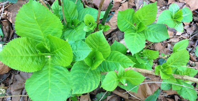 hydrangea leaves 2