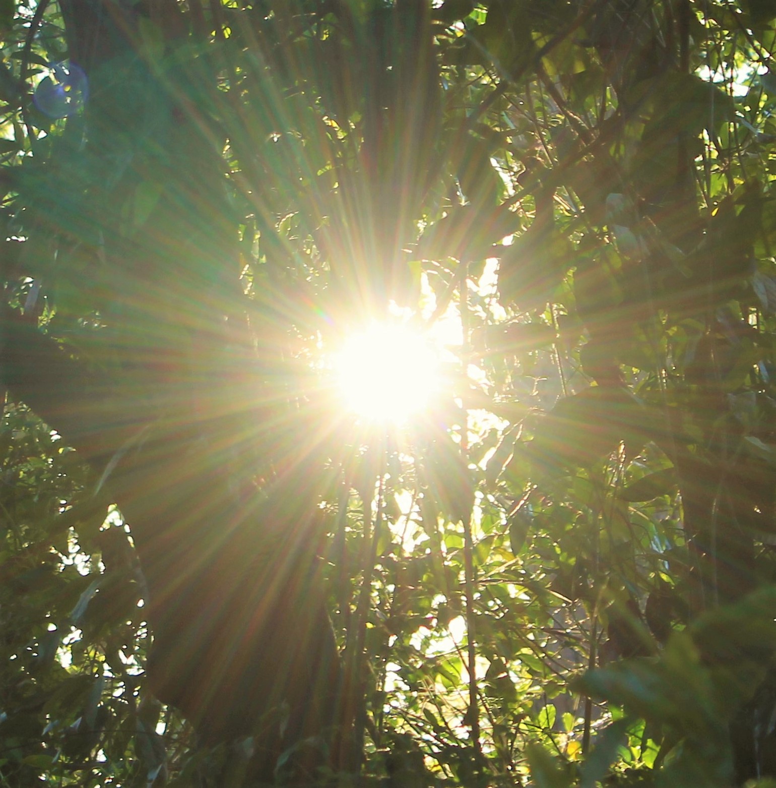 dandelion sun through trees (3)