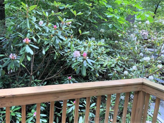 balcony rhododendron