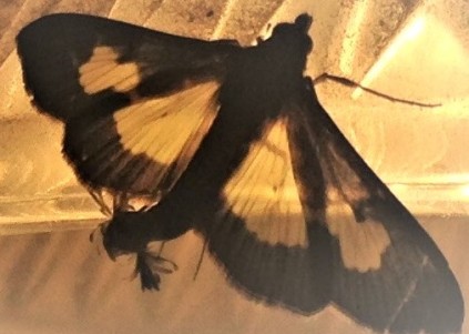 glass wing moth with tail (2)