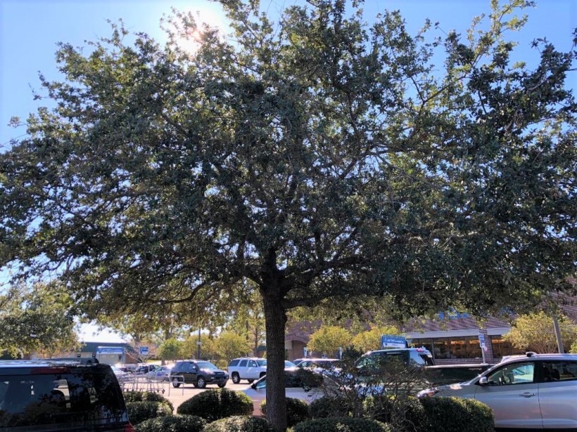 parking lot tree w cars
